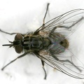 Muscidae   Echte Fliegen  Stomoxys calcitrans  Wadenstecher 1 2