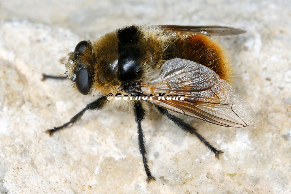 Cephenemyia sp   Rachendasselfliege 5 3