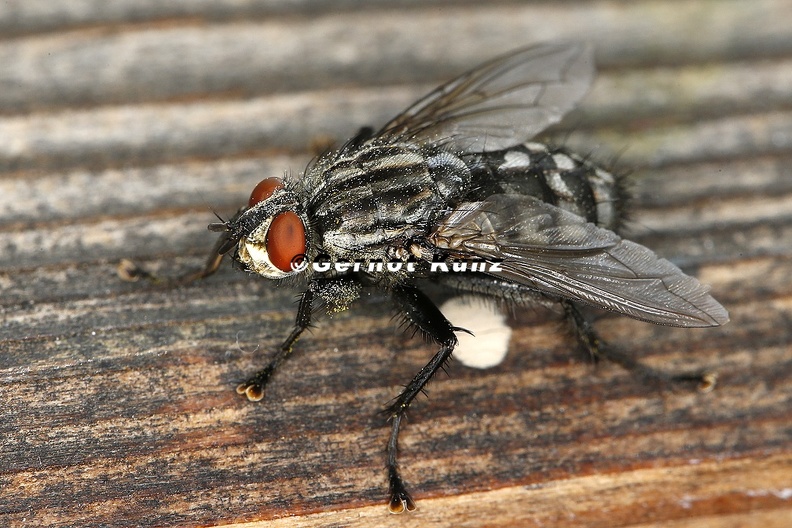 Sarcophagidae  Fleischfliegen  indet  1 2