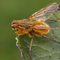 Scatophaga sp   Dungfliege  1 2