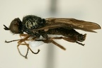 Stratiomyidae  Waffenfliegen 1 2