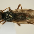 Stratiomyidae  Waffenfliegen  2 2