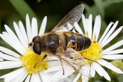 Eristalis tenax  Mistbiene  Scheinbienen-Keilfleckschwebfliege 2 2