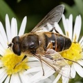 Eristalis tenax  Mistbiene  Scheinbienen-Keilfleckschwebfliege 2 2