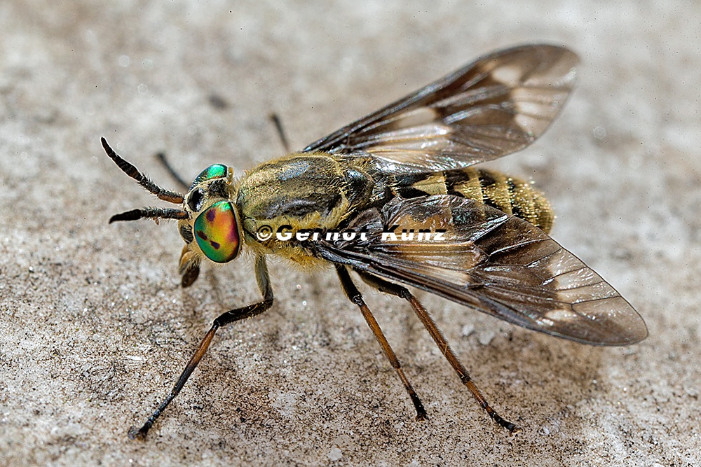 Chrysops relictus  Bremse 1 2