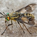 Chrysops relictus  Bremse 1 2