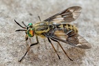 Chrysops relictus  Bremse 1 2