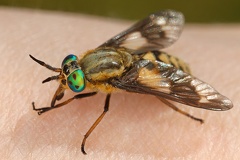 Chrysops relictus  Bremse 2 2