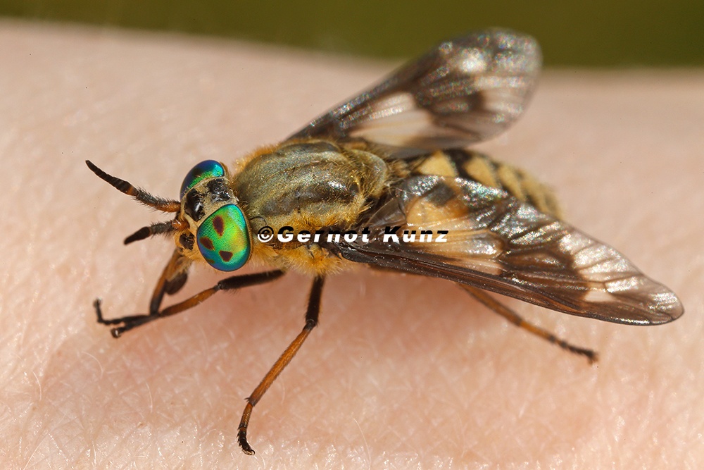 Chrysops relictus  Bremse 2 2