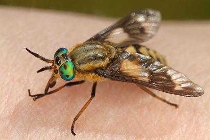 Chrysops relictus  Bremse 2 2