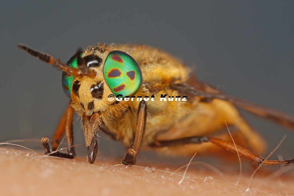 Chrysops relictus  Bremse 3 3