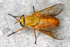 Hybomitra ciureai 1 2