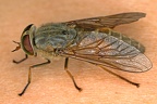 Hybomitra ciureai 6 2