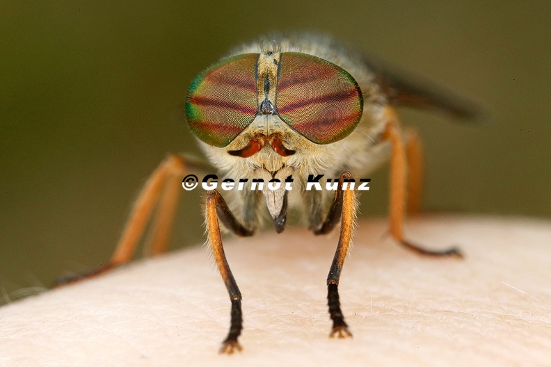 Hybomitra_ciureai_7_2.jpg