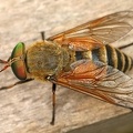 Tabanidae  Bremse 3 2