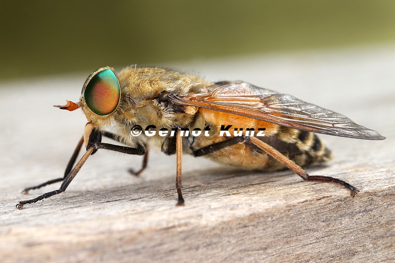 Tabanidae__Bremse_4_2.jpg