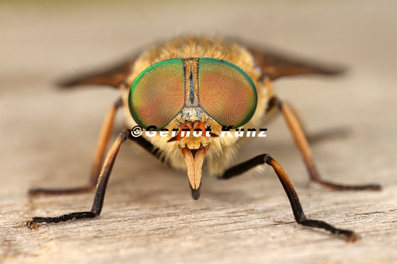 Tabanidae__Bremse_5_2.jpg