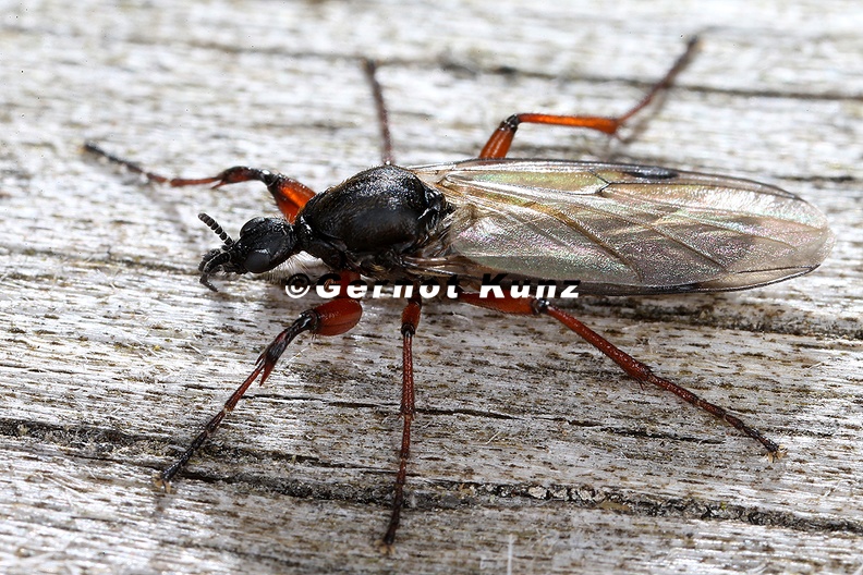 Bibio_sp__W1_2.jpg