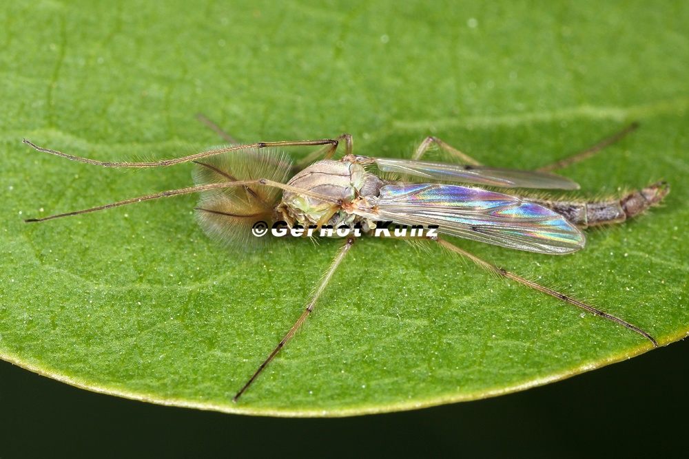 Chironomidae  Zuckm  cke 1 2