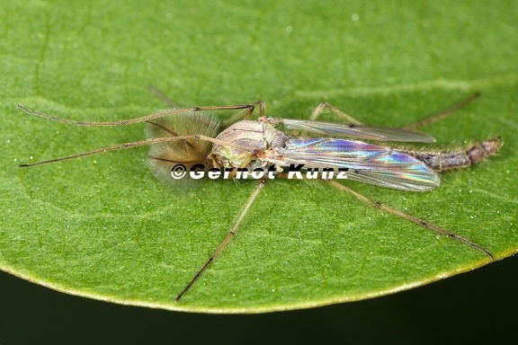 Chironomidae  Zuckm  cke 1 2