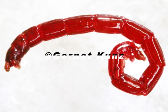 Chironomidae  Zuckm  cke L indet  1 2