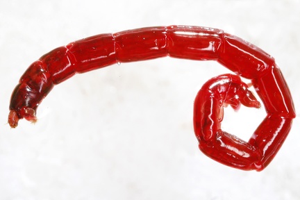 Chironomidae  Zuckm  cke L indet  1 2