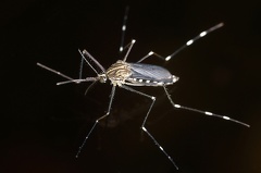 Aedes japonicus  Asiatische Buschm  cke 6 3