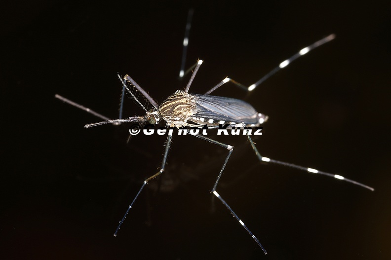 Aedes_japonicus__Asiatische_Buschm__cke_6_3.jpg