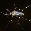 Aedes japonicus  Asiatische Buschm  cke 6 3