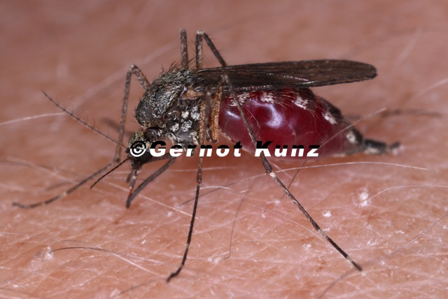 Culicidae  Stechm  cke W4 2