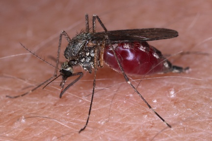Culicidae  Stechm  cke W4 2