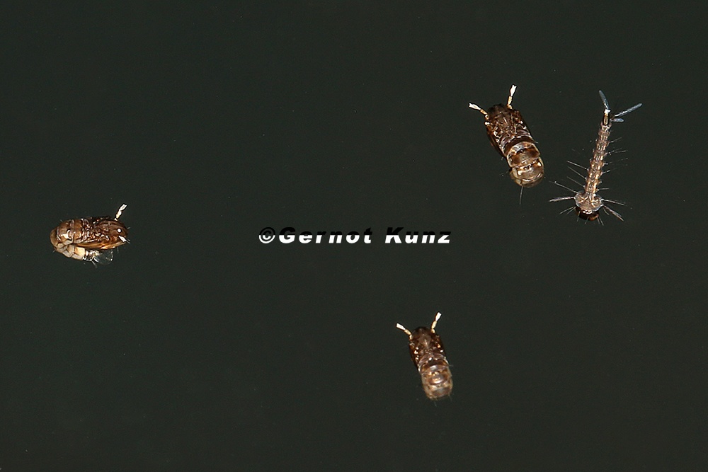 Culicidae indet  2 2