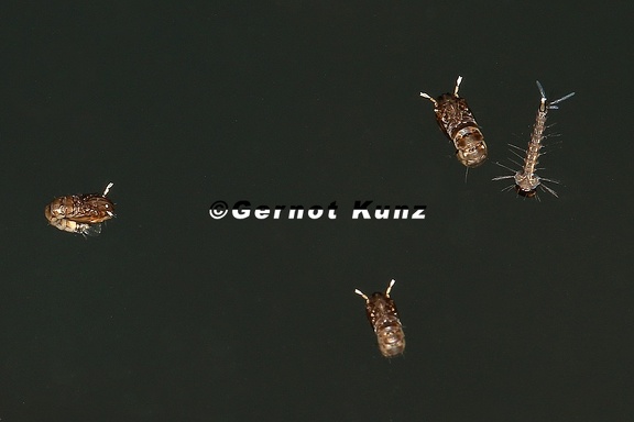 Culicidae indet  2 2