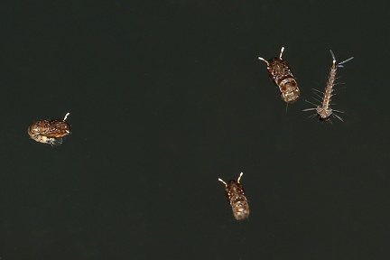 Culicidae indet  2 2