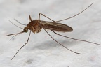 Nematocera (Mücken)
