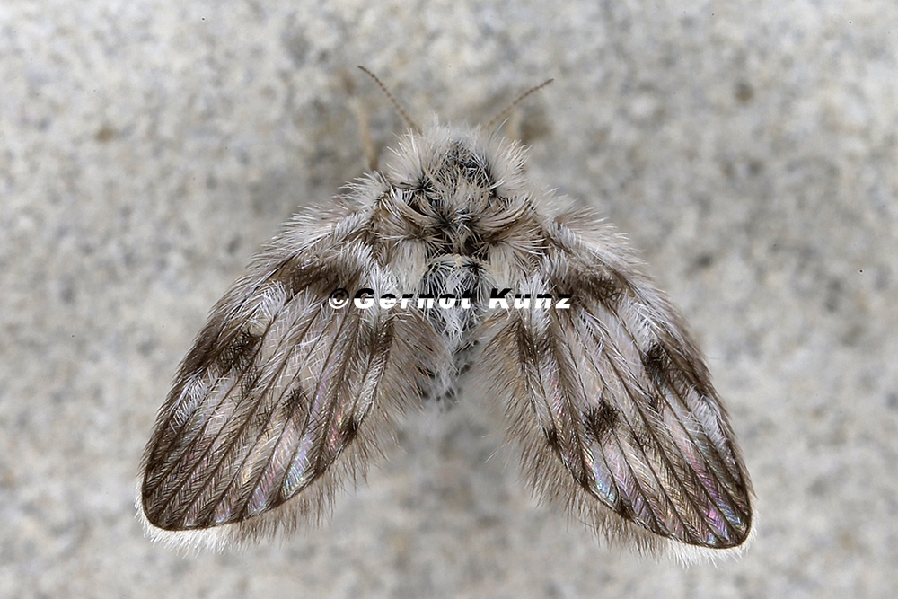 Psychodidae  Schmetterlingsm  cke  indet  1 2