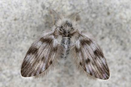 Psychodidae  Schmetterlingsm  cke  indet  1 2