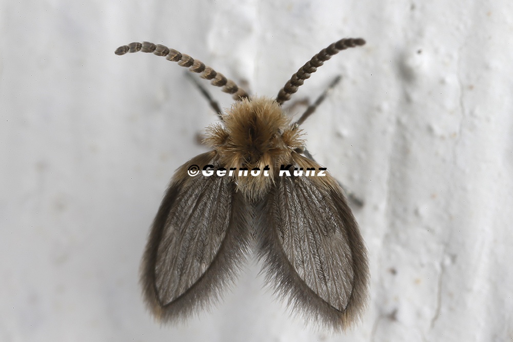 Psychodidae  Schmetterlingsm  cke  indet  2 2