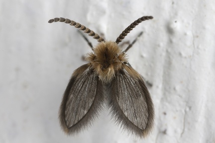 Psychodidae  Schmetterlingsm  cke  indet  2 2