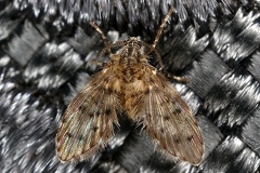 Psychodidae  Schmetterlingsm  cke  indet  8 2