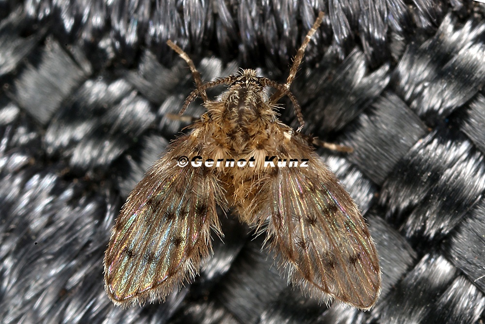 Psychodidae  Schmetterlingsm  cke  indet  8 2