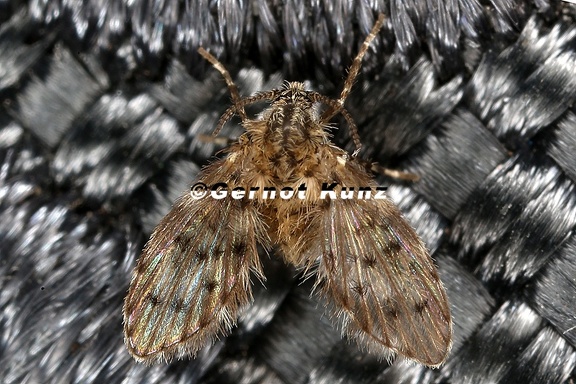 Psychodidae  Schmetterlingsm  cke  indet  8 2