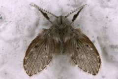Psychodidae indet  3 2