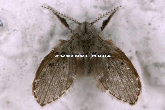Psychodidae indet  3 2