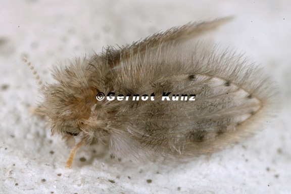 Psychodidae indet  7 2