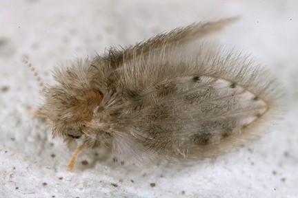 Psychodidae indet  7 2