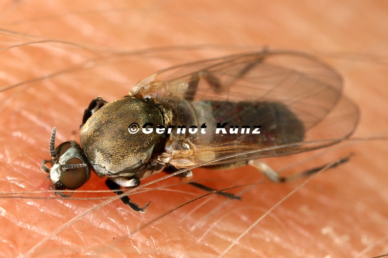 Simuliidae_indet__8_2.jpg