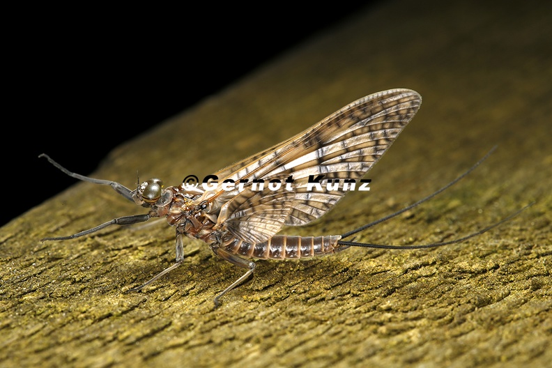 Rhithrogena_germanica__March_brown_mayfly_8_2v.jpg