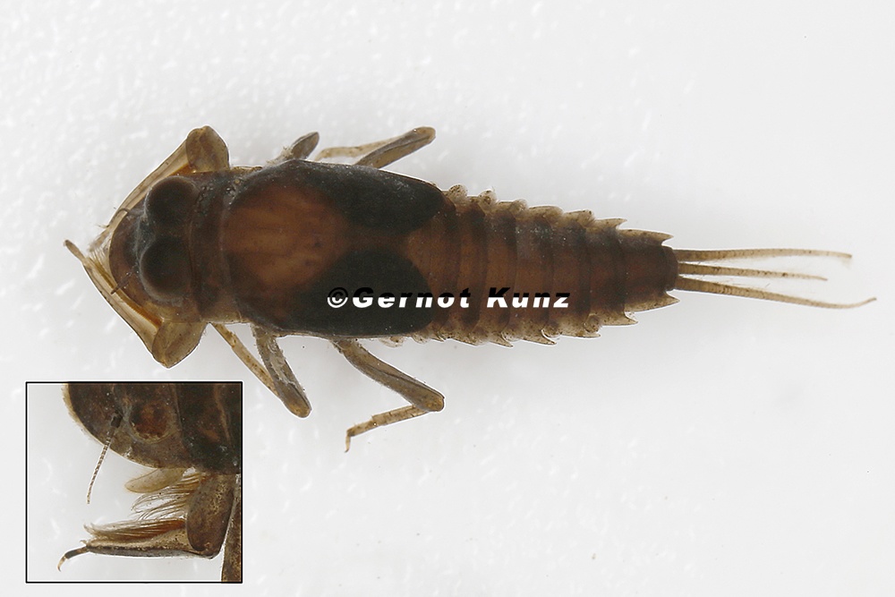 Oligoneuriella rhenana L1 2v