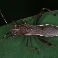 Camptotus lateralis 1 2